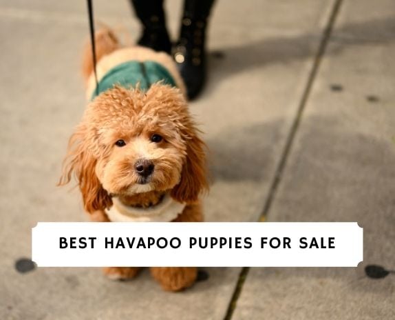 Havapoo Puppies For Sale