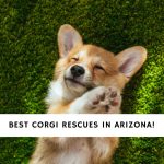Corgi Rescues in Arizona