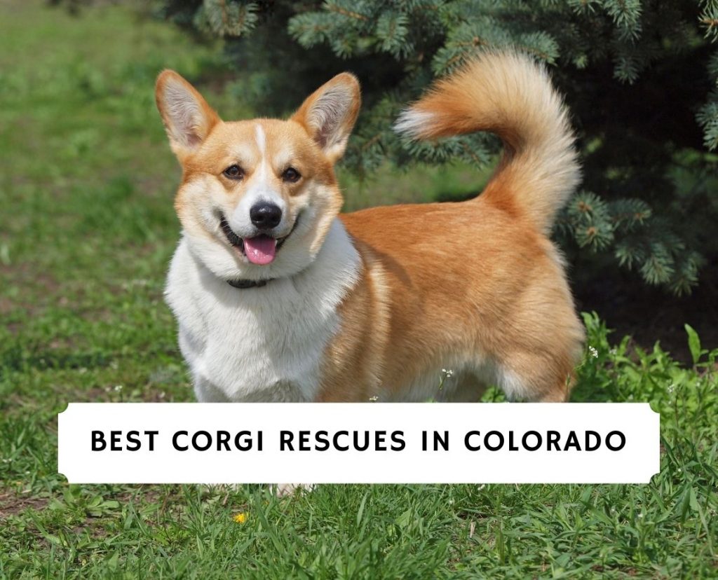 Best Corgi Rescues In Colorado 2021 We Love Doodles