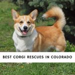 Corgi Rescues in Colorado