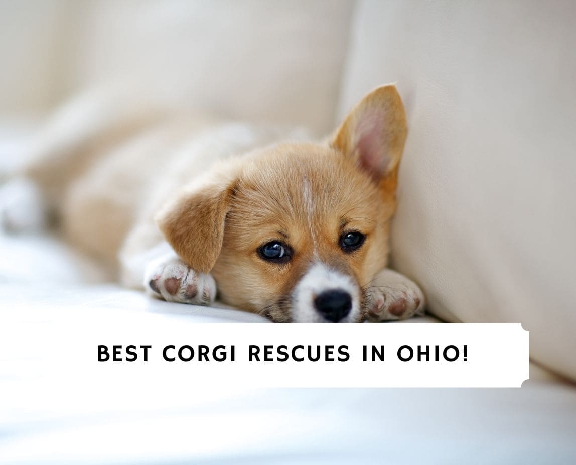 5 Best Corgi Rescues In Ohio 2021 We Love Doodles