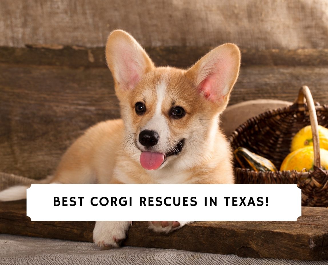 5 Best Corgi Rescues In Texas 2021 We Love Doodles