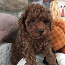 4 Best Poodle Breeders In Indiana!