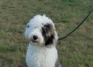 7 Best Sheepadoodle Breeders In Texas 2021 We Love Doodles