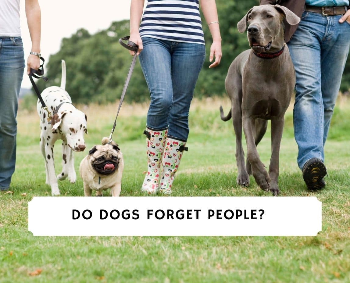 do dogs forget