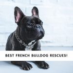 French Bulldog Rescues