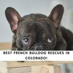 French Bulldog Rescues in Colorado