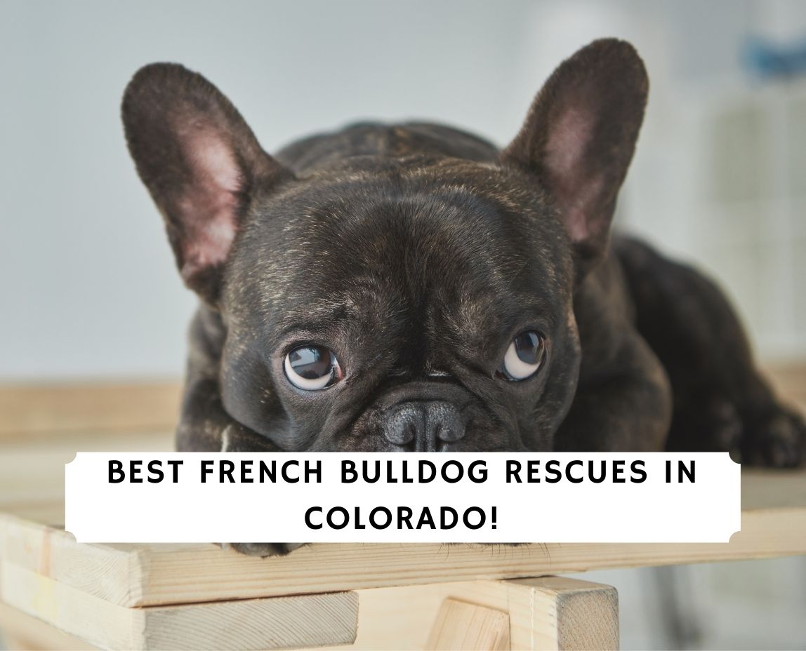 Best French Bulldog Rescues in Colorado! (2021) We Love ...