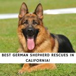 German Shepherd Rescues In California