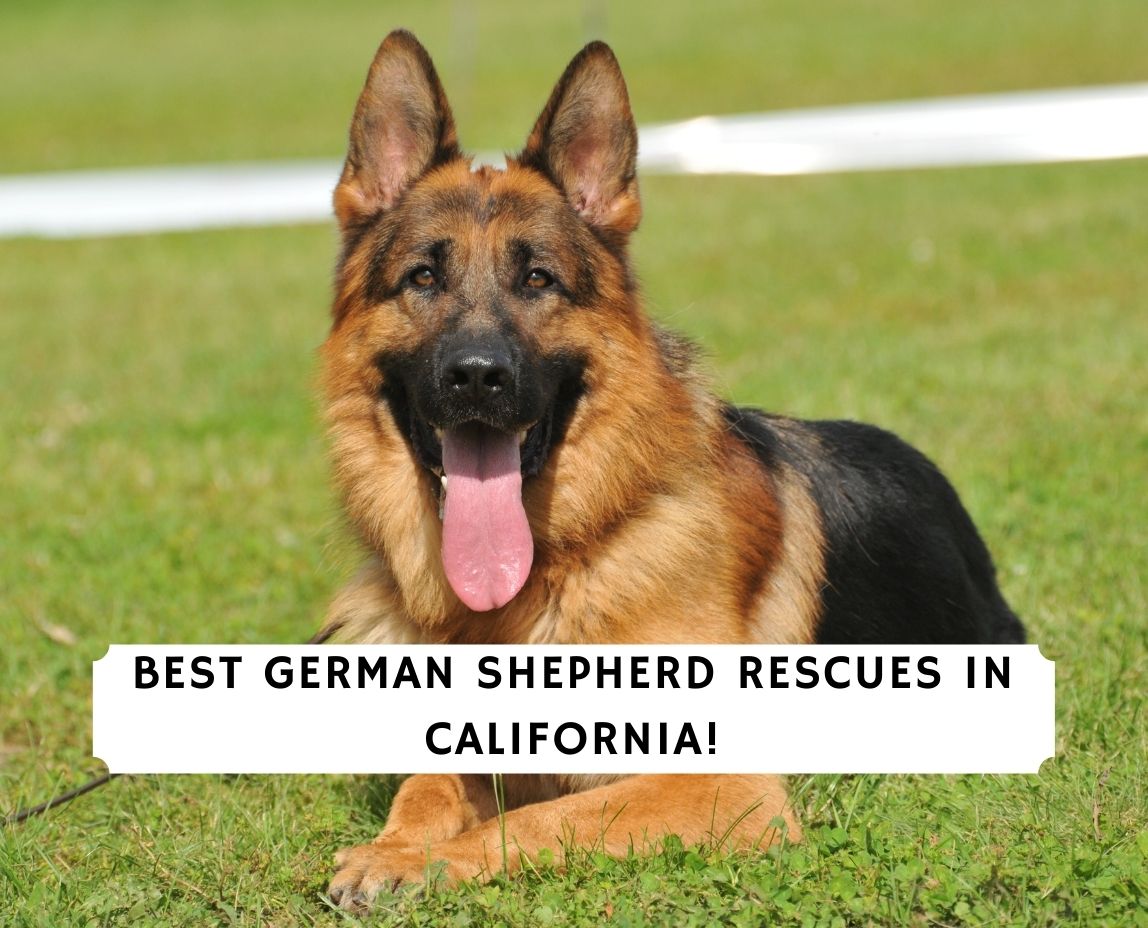 5 Best German Shepherd Rescues In California 2021 We Love Doodles