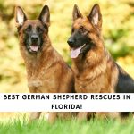 German Shepherd Rescues In Florida