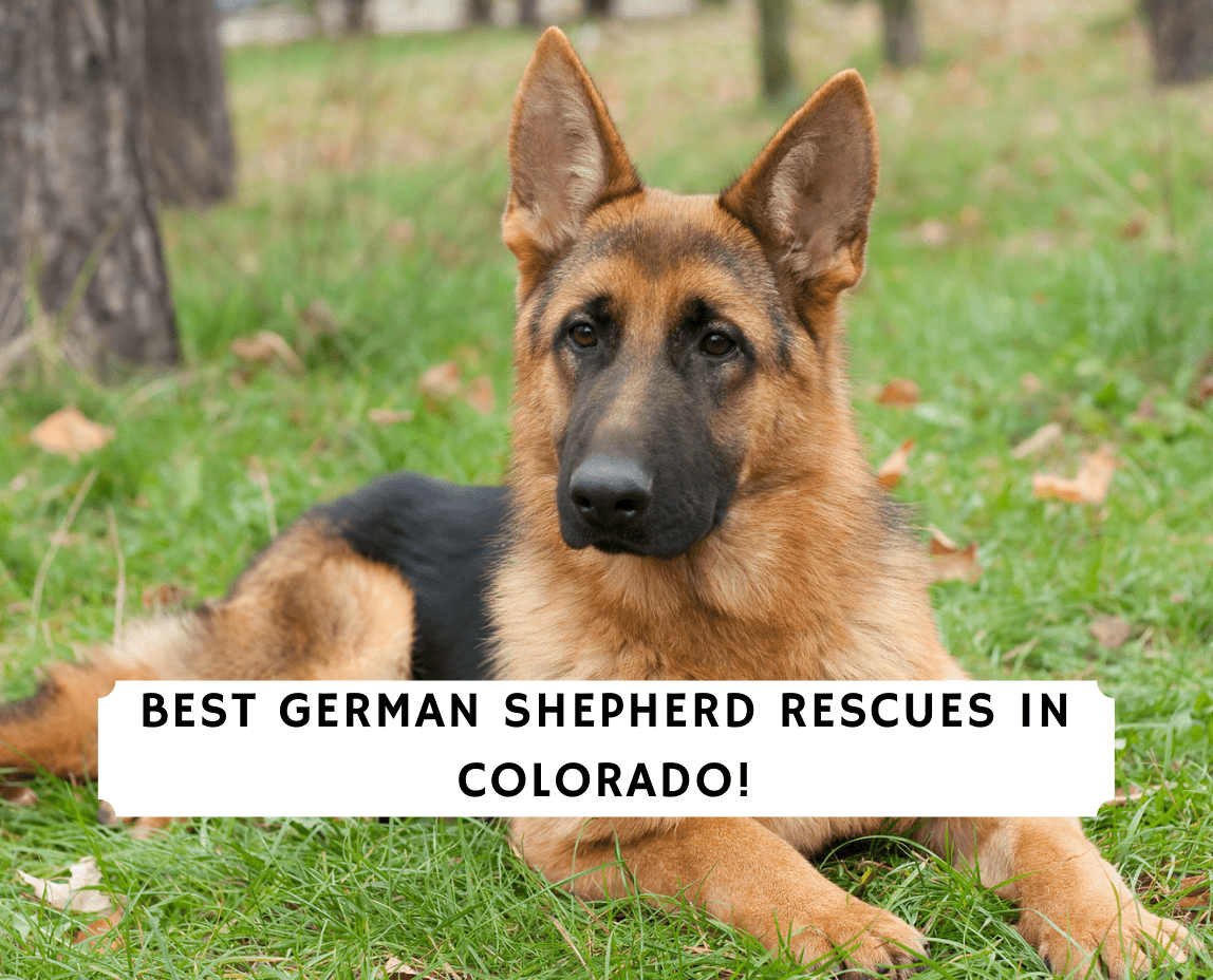 Best German Shepherd Rescues In Colorado 2021 We Love Doodles