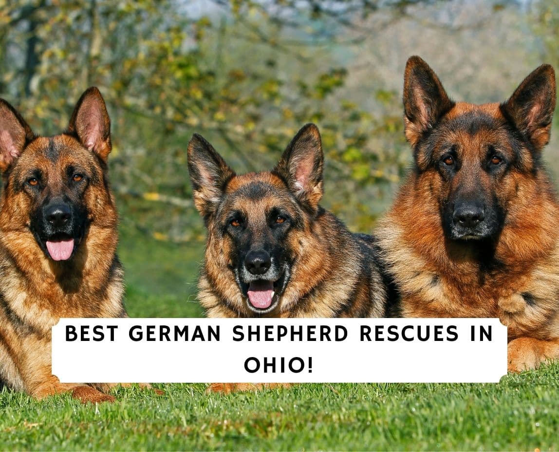 Best German Shepherd Rescues in Ohio! (2021) We Love Doodles