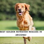 Golden Retriever Rescues in Arizona