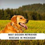 Golden Retriever Rescues in Michigan