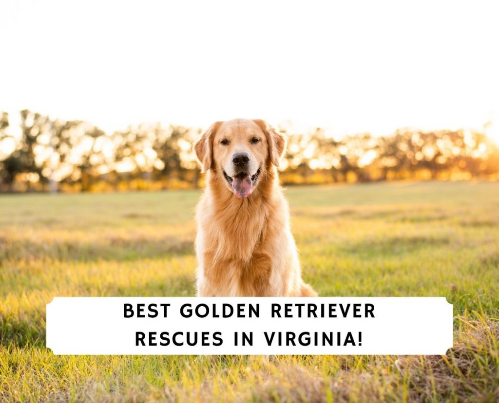 3 Best Golden Retriever Rescues In Virginia 2021 We Love Doodles