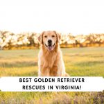 Golden Retriever Rescues in Virginia