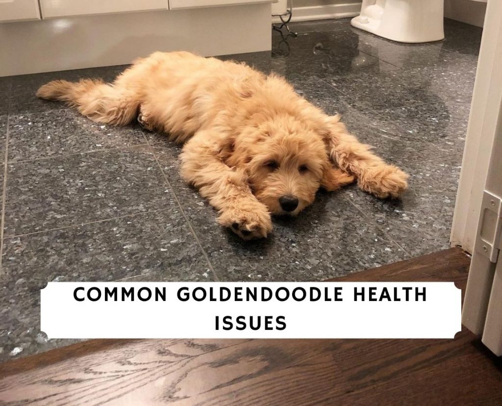 Goldendoodle Health issues