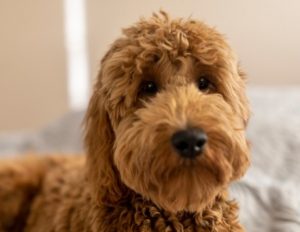 are goldendoodles good family pets