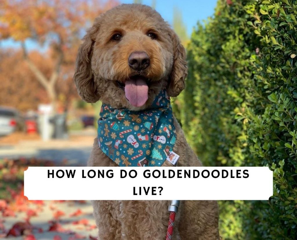 How Long Do Goldendoodles Live? (2023) We Love Doodles