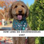 How Long Do Goldendoodles Live