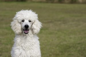 Como Escolher um Poodle Criador, no Colorado