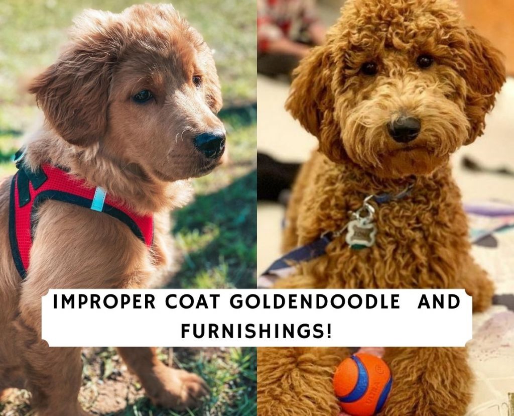 Improper Coat Goldendoodle and Furnishings