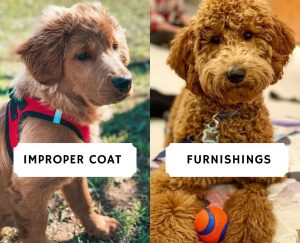 do goldendoodles shed puppy coat