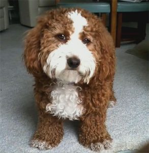 8 Best Poodle Breeders In New Jersey 2021 We Love Doodles