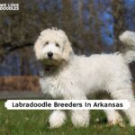 Labradoodle Breeders In Arkansas