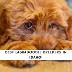 Labradoodle Breeders In Idaho