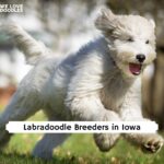 Labradoodle Breeders in Iowa