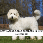 Labradoodle Breeders in New Hampshire