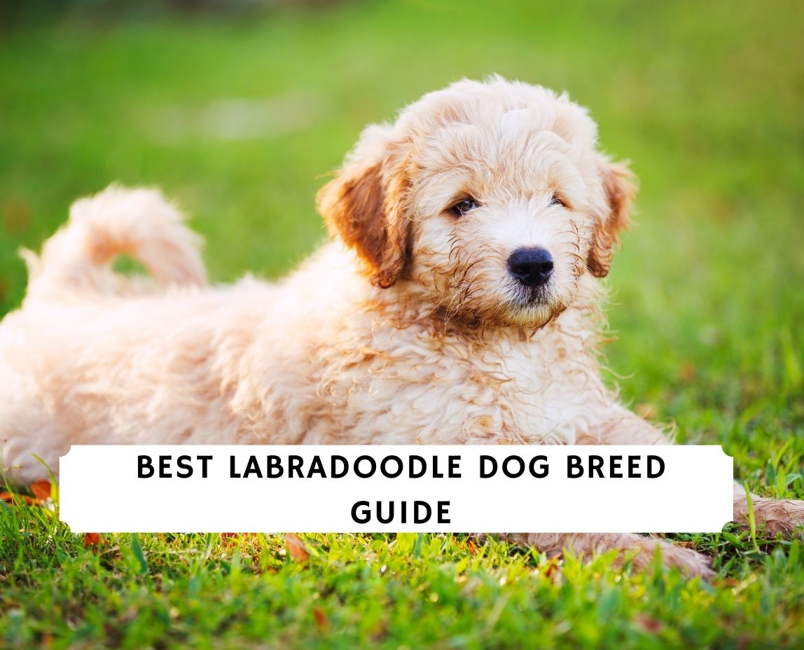 dog breed guide