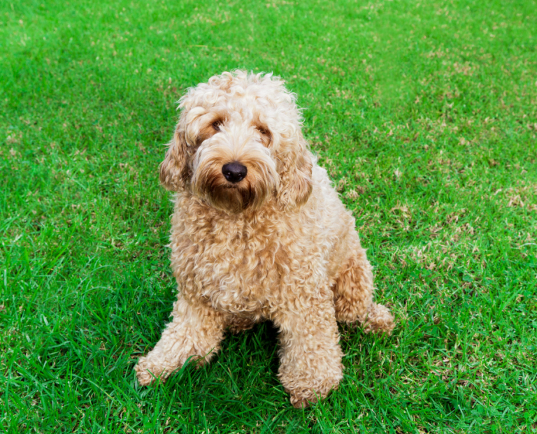 6 Best Labradoodle Breeders In Iowa! (2023) - We Love Doodles