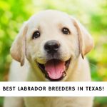 Labrador Breeders in Texas