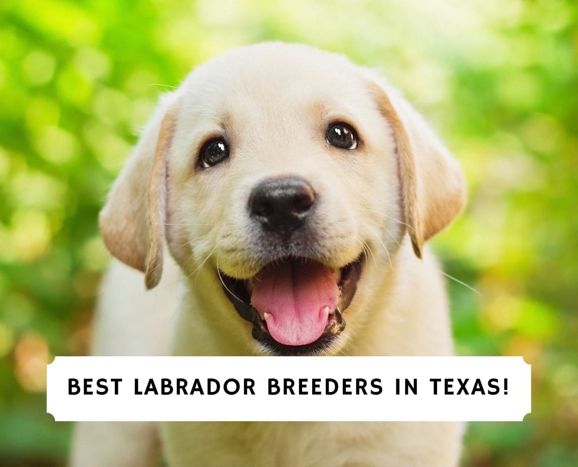 5 Best Labrador Breeders In Texas 2021 We Love Doodles