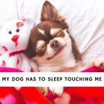 My Dog Has To Sleep Touching Me