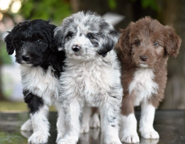 8 Best Bordoodle Breeders in the U.S. (2024) We Love Doodles