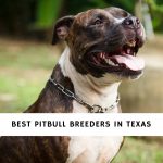 Pitbull Breeders in Texas