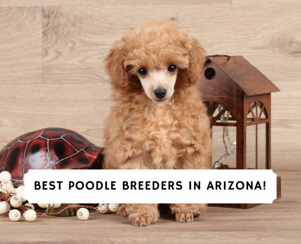 Toy clearance poodle az