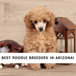 Poodle Breeders in Arizona
