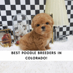 Poodle Breeders in Colorado
