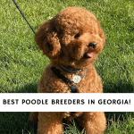 Poodle Breeders in Georgia