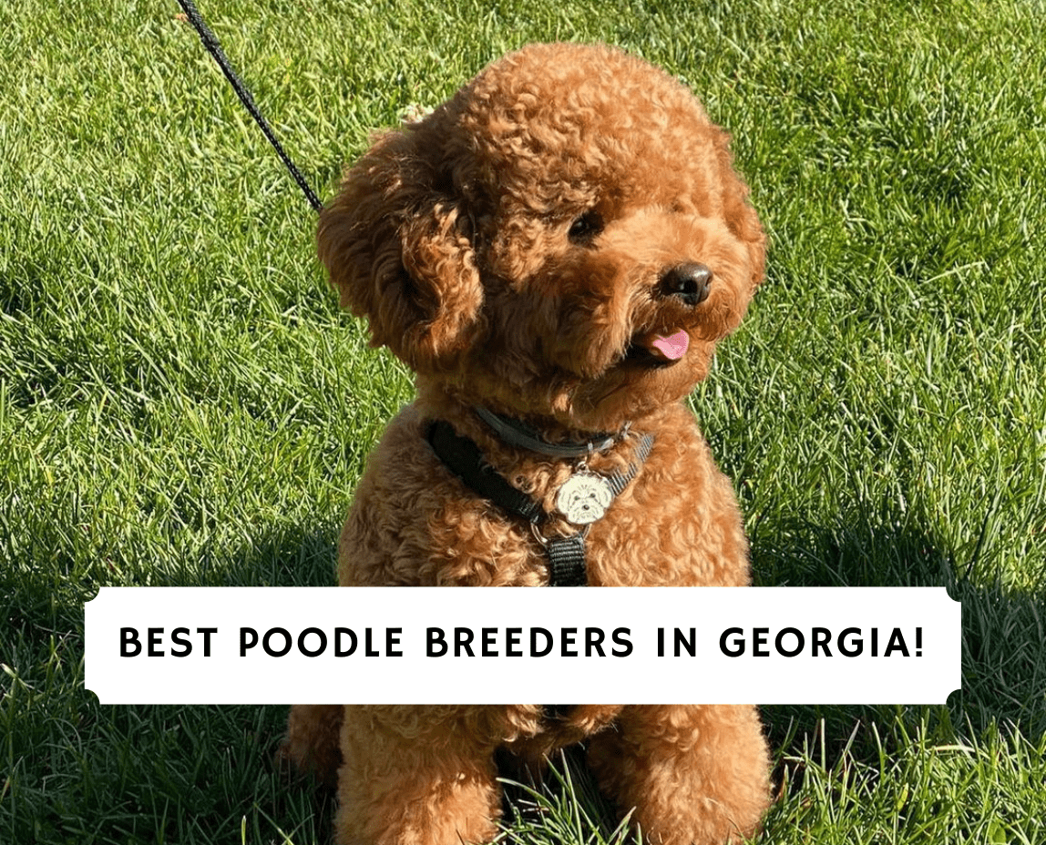 10 Best Poodle Breeders in Georgia! (2024) - We Love Doodles