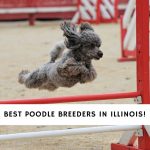 Poodle Breeders in Illinois