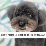 Poodle Breeders in Indiana