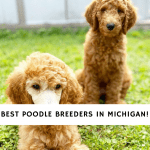 Poodle Breeders in Michigan