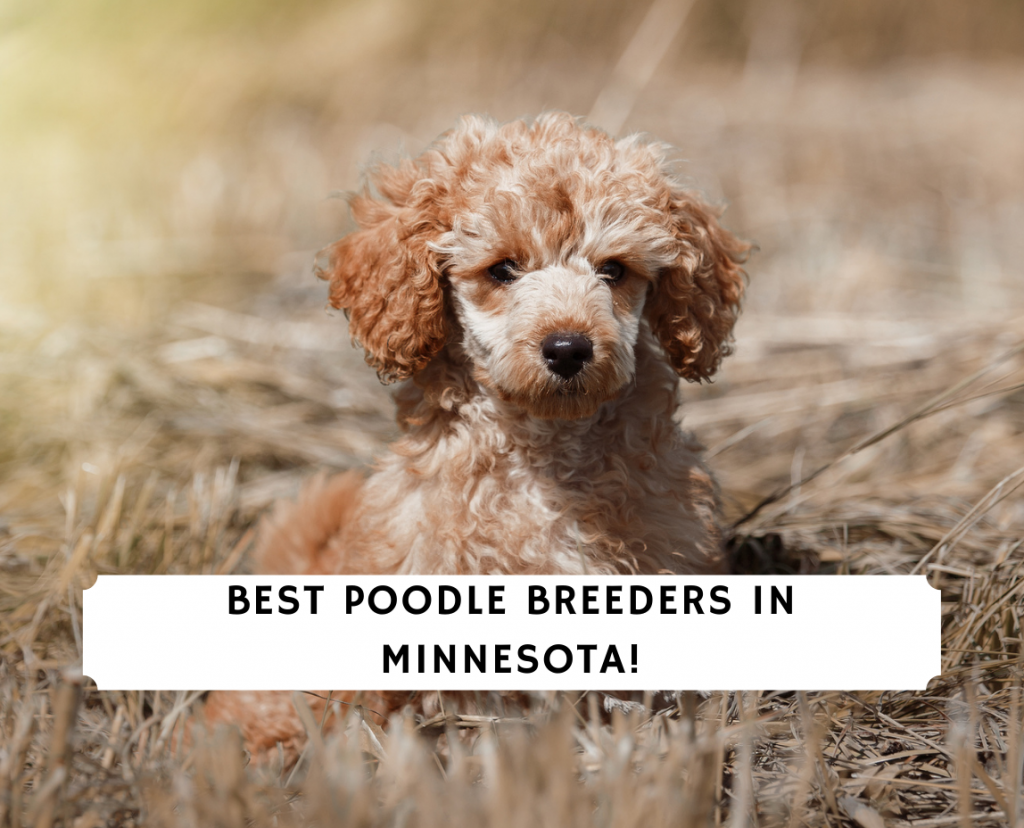 Top store poodle breeders