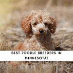 Poodle Breeders in Minnesota